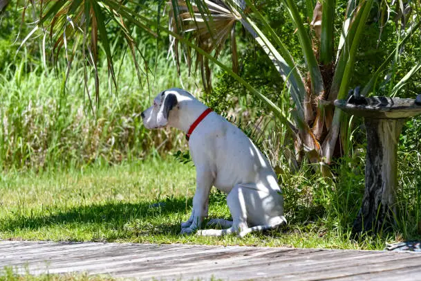 The Hidden Challenges of Florida Animal Shelter Dogs Rescue During Heatwaves and How Hot Dogs Coffee Helps